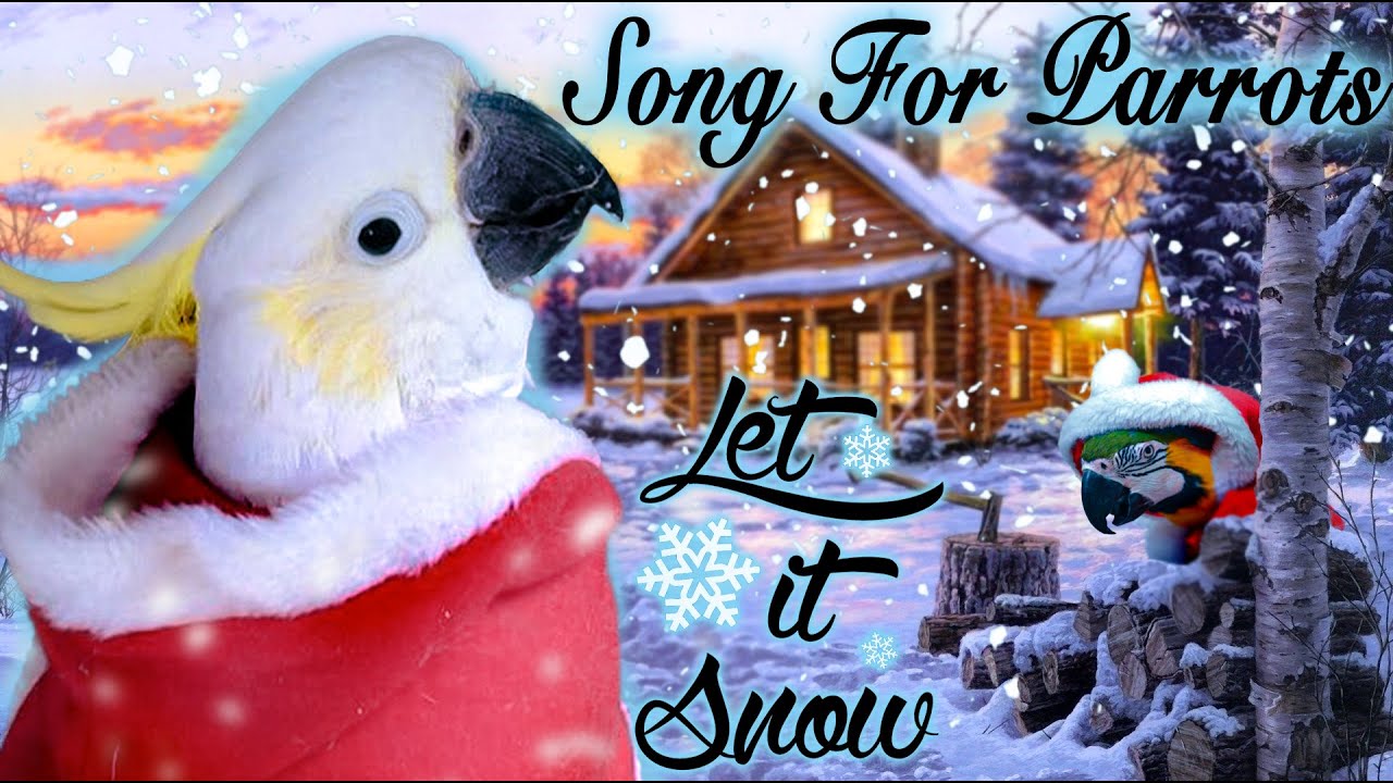 Christmas song  - Let It Snow! Whistle training parrot teach learn / Коледна песен за папагали/