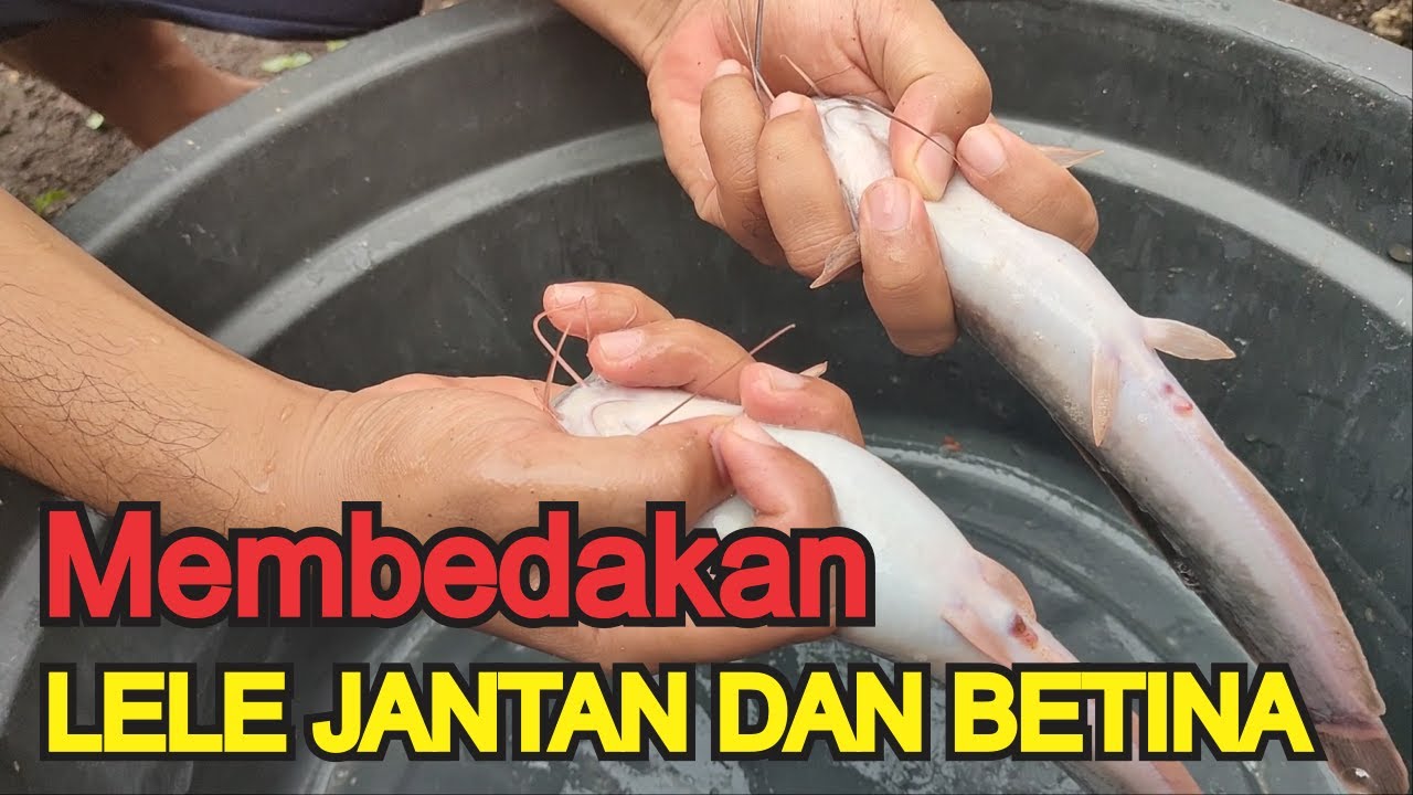 5 Cara Mudah Membedakan Jenis Kelamin Lele Jantan dan Betina