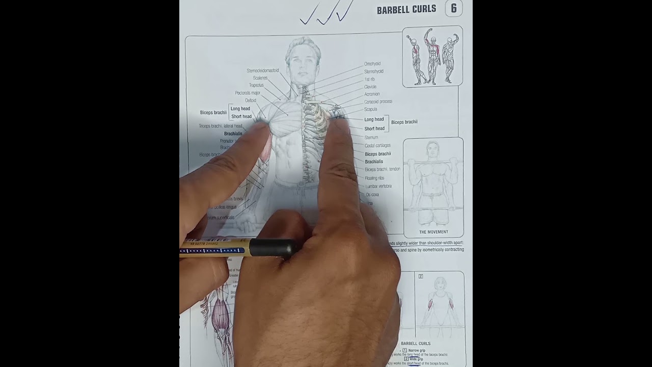 عضلة الباى تحت التشريح ازاى تمرن عضلة الباى من جميع اجزائها ؟