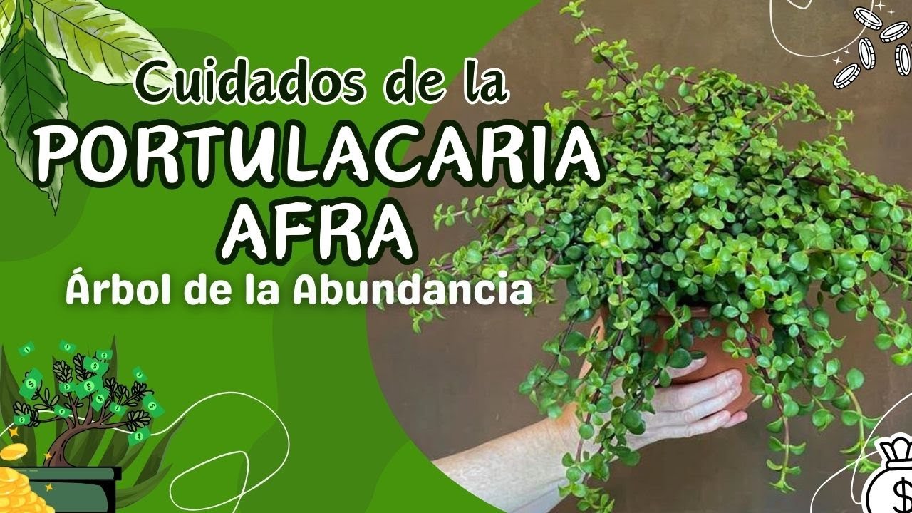 Portulacaria Afra. Cuidados en maceta del ÁRBOL de la ABUNDANCIA o PLANTA del DINERO.