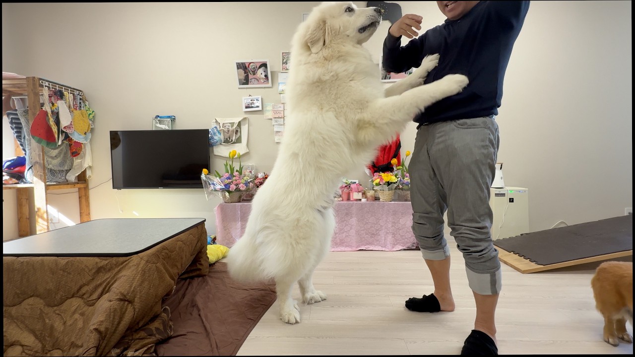 老眼で目が見えずハーネスをつけ方がわからないポンコツにイライラしていますw