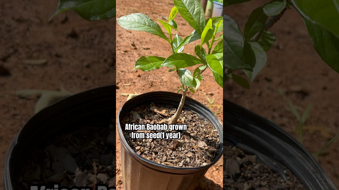 African Baobab tree(Grown From Seed)
