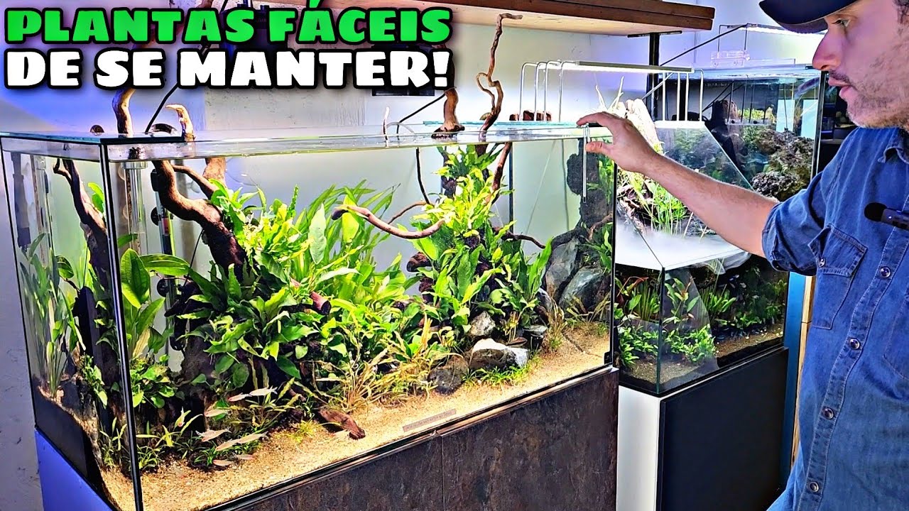 REPLANTANDO UM AQUÁRIO DE 250L COM PLANTAS 