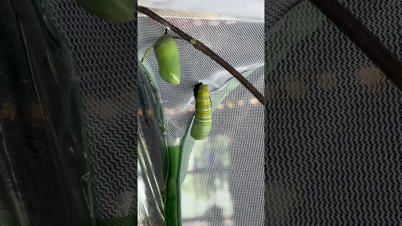 Caterpillar!