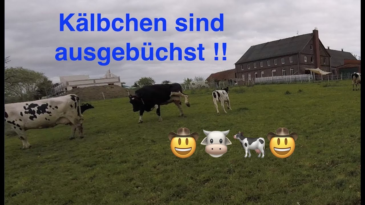 Ausgebüchste Kälber | Biohof | PrinzJessi