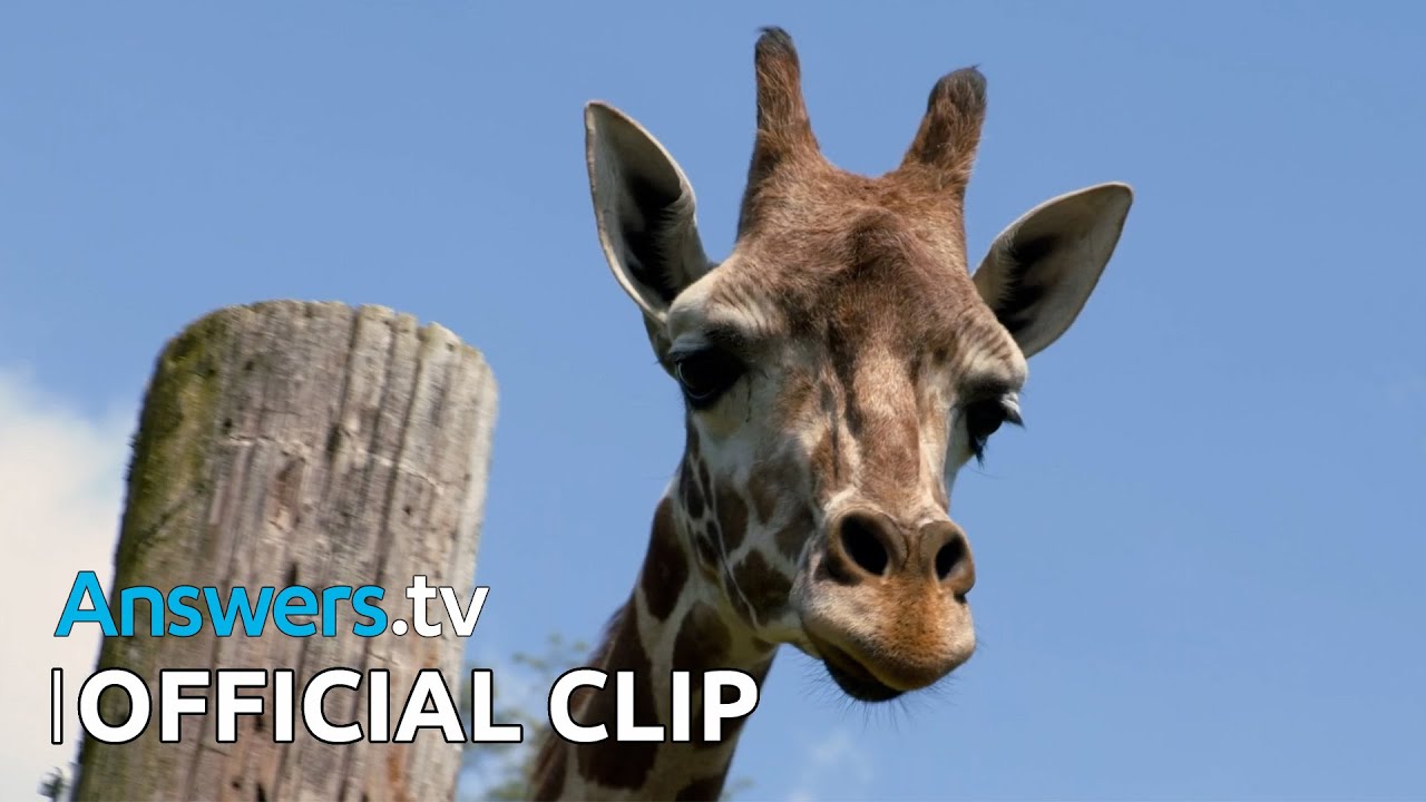Kashtan's Wildlife in the Zoo / Official Clip / S1E1 Kashtan's Life Is a Zoo