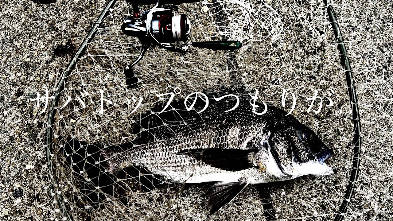 Я намеревался использовать верхнюю часть из макрели, но в итоге взял верхнюю часть из черного пор...