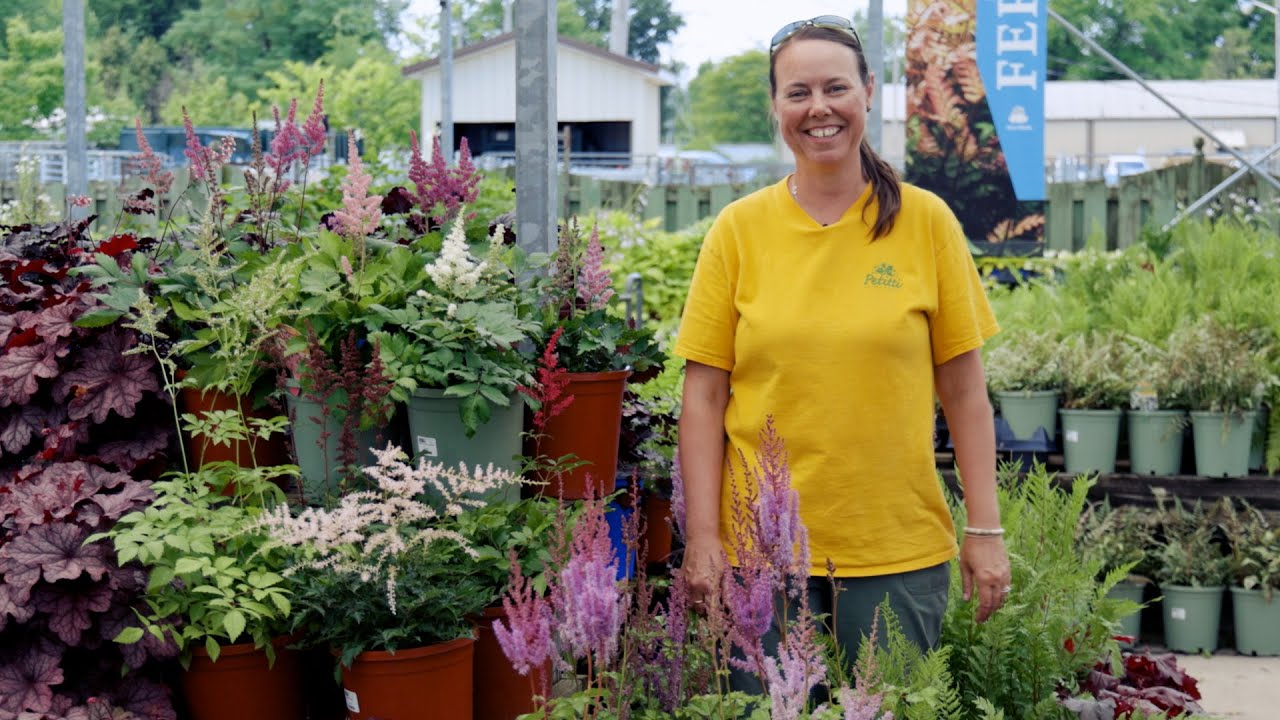 PETITTI Astilbe Spotlight | Grow for Shade, Deer Resistance & Pollinators