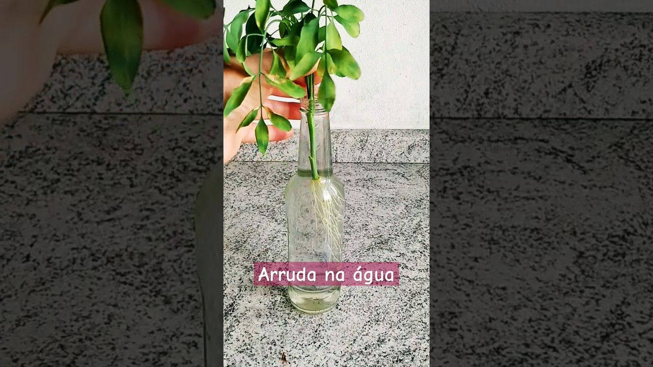 Arruda cultivada na &aacute;gua. Deixa um certo frescor no ambiente. #shorts #plantas #viral