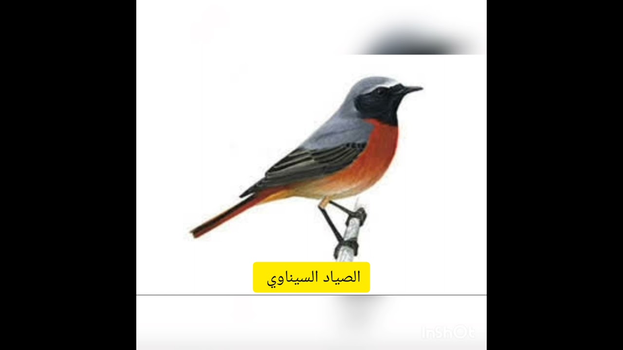صوت قوي لطائر الحميراء دبساء، الحمري  Song Call Black Redstart