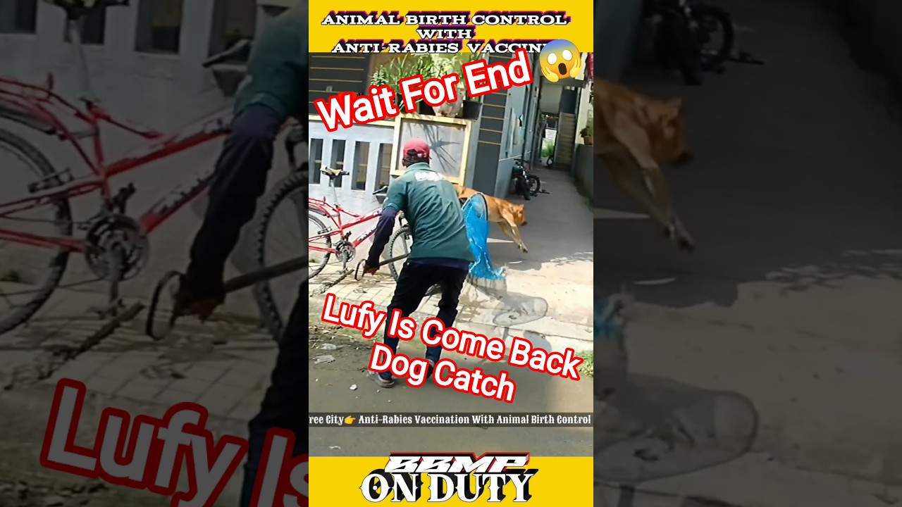 Luffy Is Come Back Dog Catch 