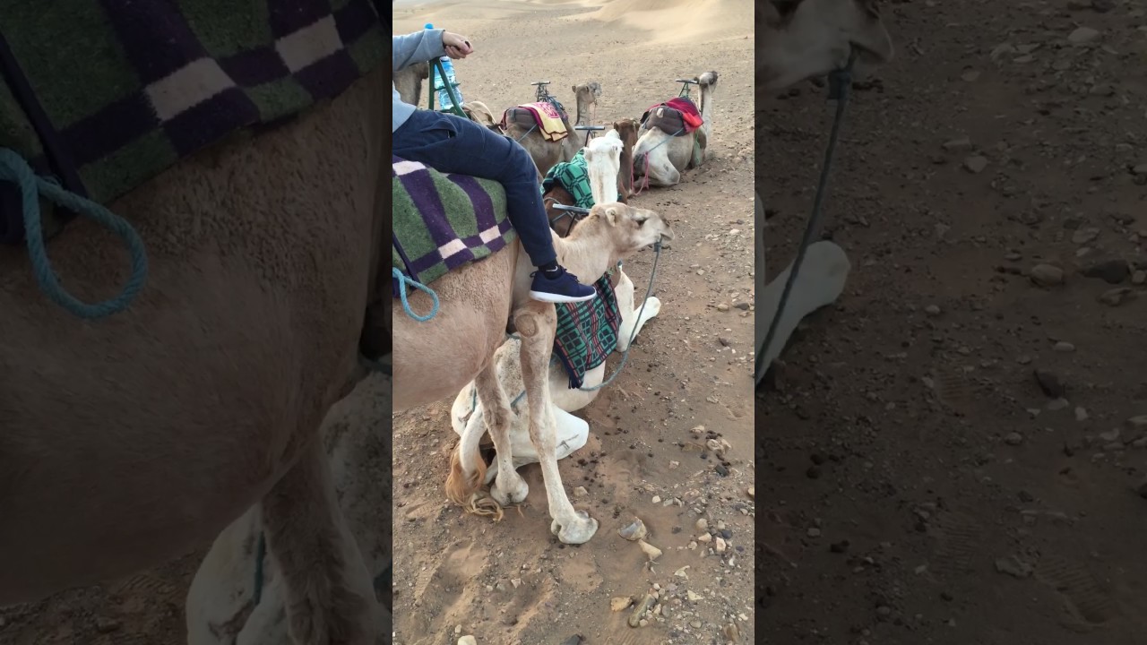 Camel Scratching