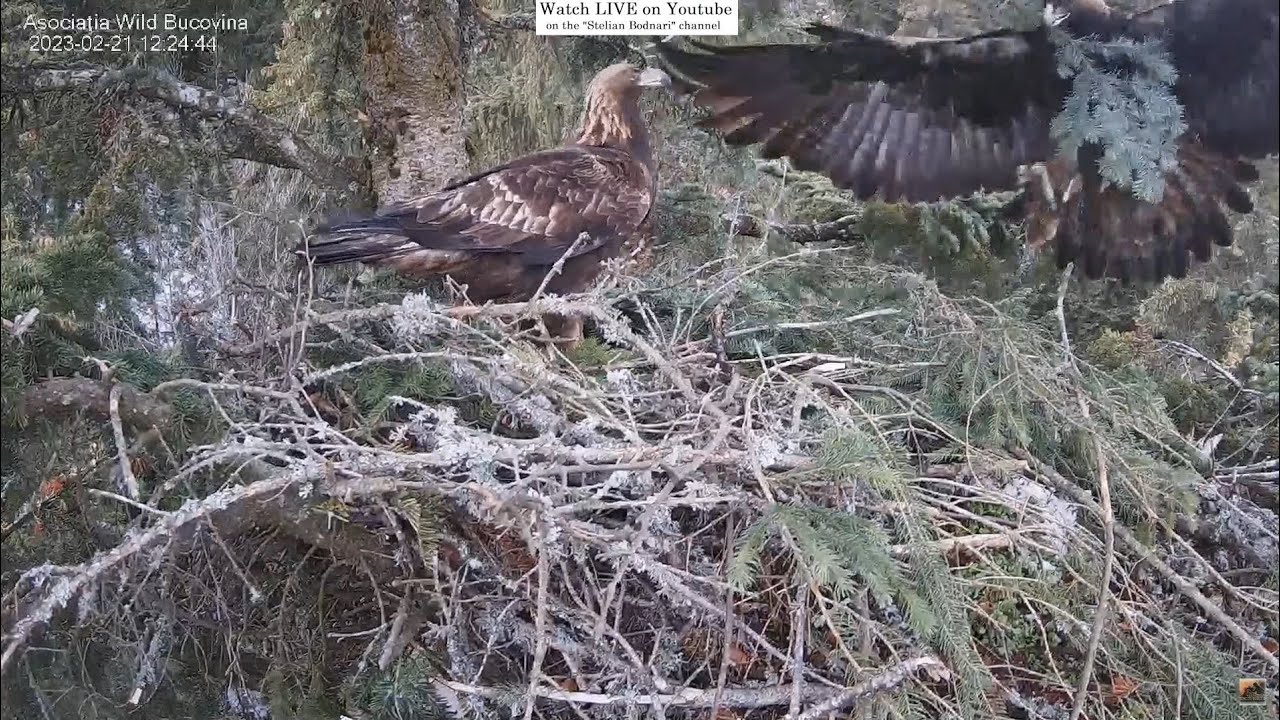 The pair of Golden Eagles refreshes the nest / Acvile de munte / Aquila chrysaetos 21.02.2023