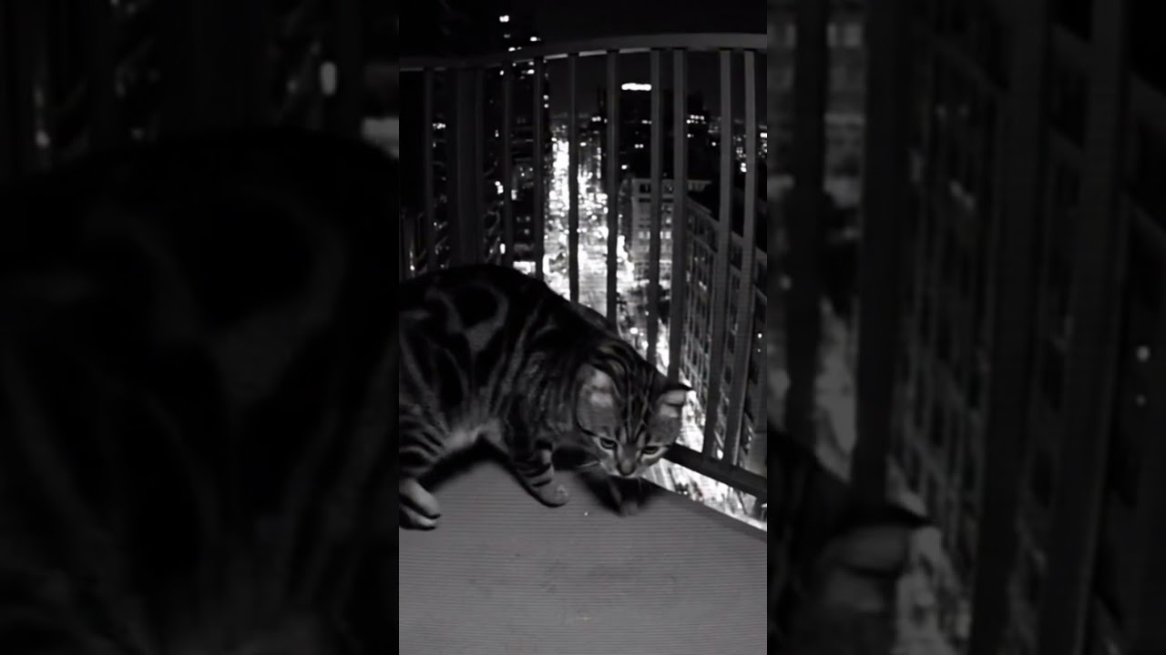 Epic Nighttime Fisheye Cat Leap | VHS-Style Security Cam Footage