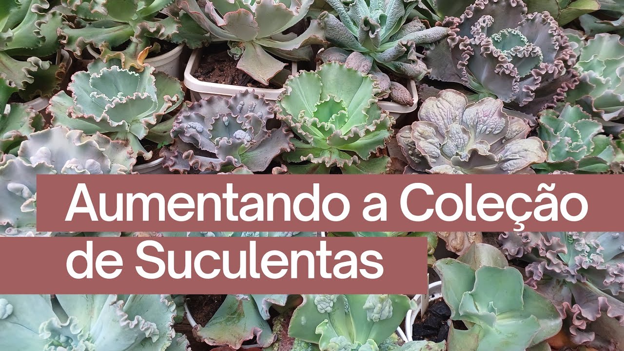 Aumentando a Coleção de Suculentas. 