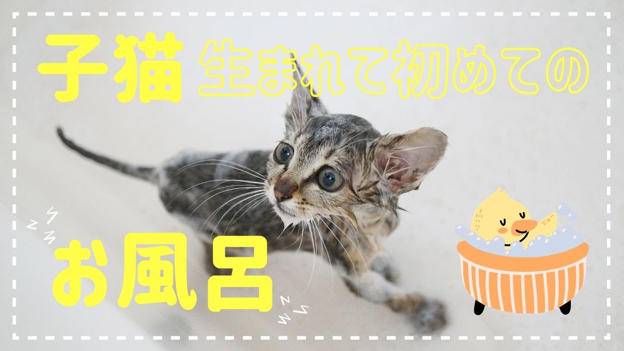 Бездомный котенок впервые в жизни купается [На третий день защиты фекалии блох чистые]