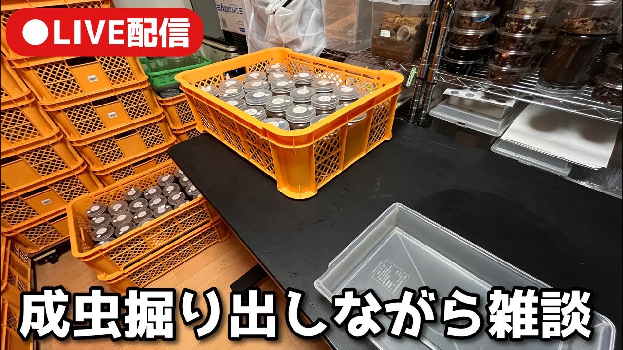 引きこもりクワガタ成虫掘り出し会場