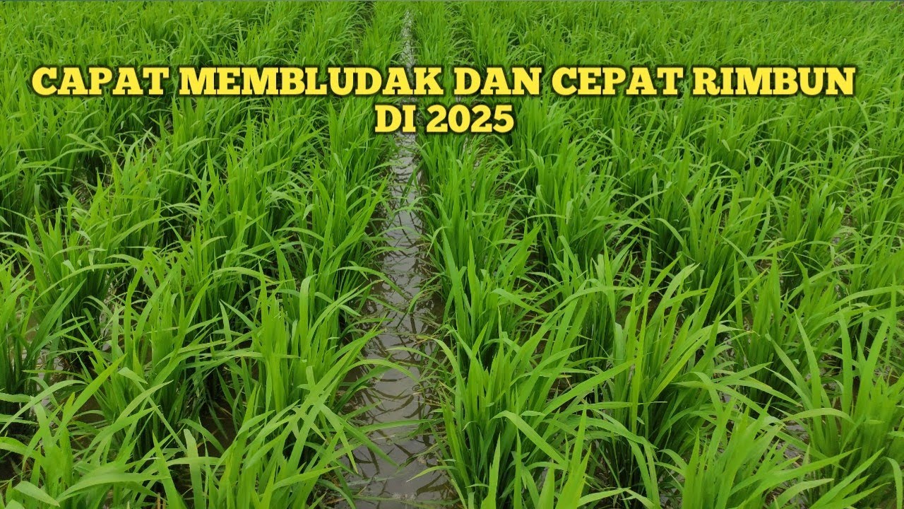 Inilah rahasia 2025 !! perbanyak anakan padi pada secara cepat dan membeludak