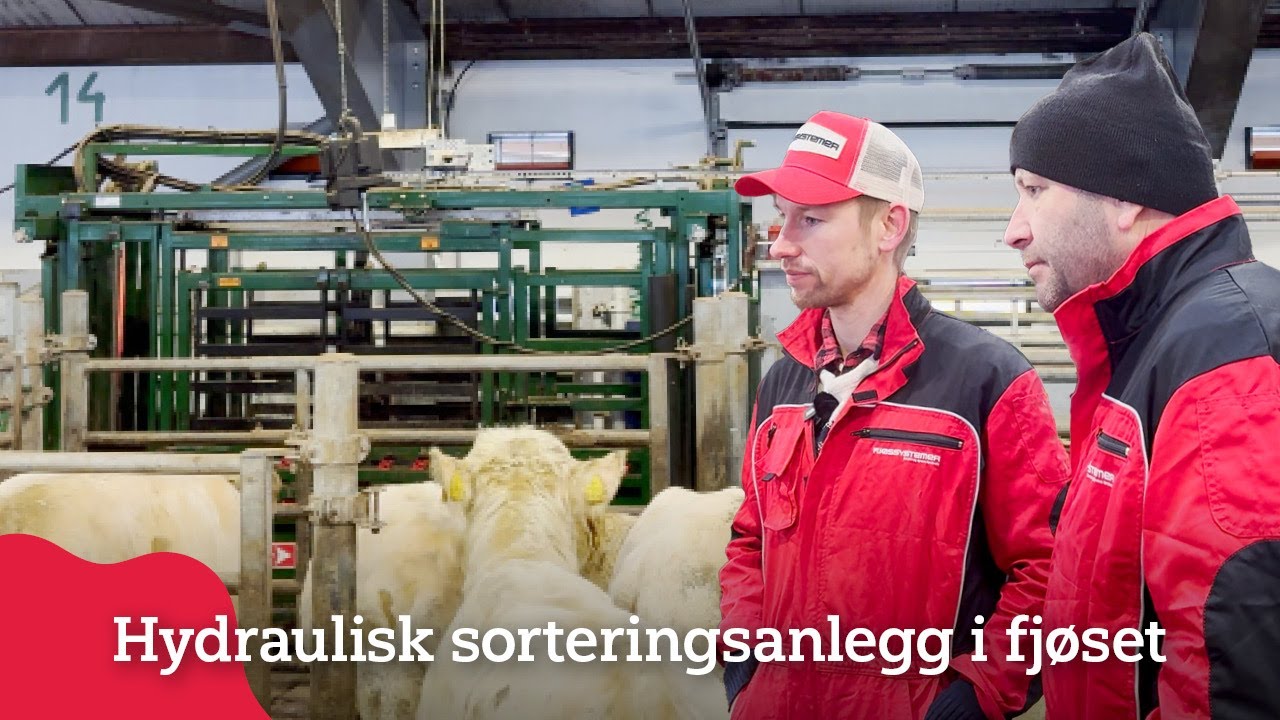 Hydraulisk sorteringsanlegg i fjøset