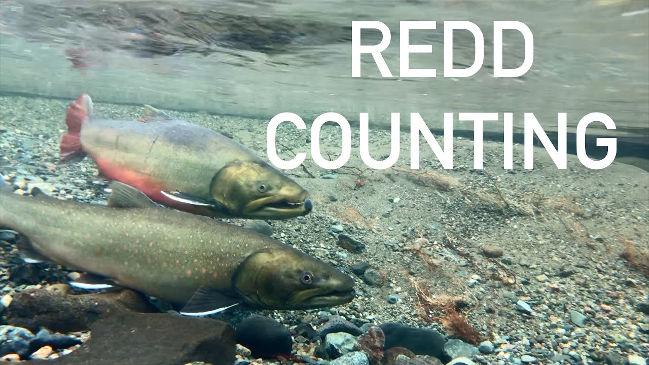 Redd Counting | Bull Trout Spawner Abundance