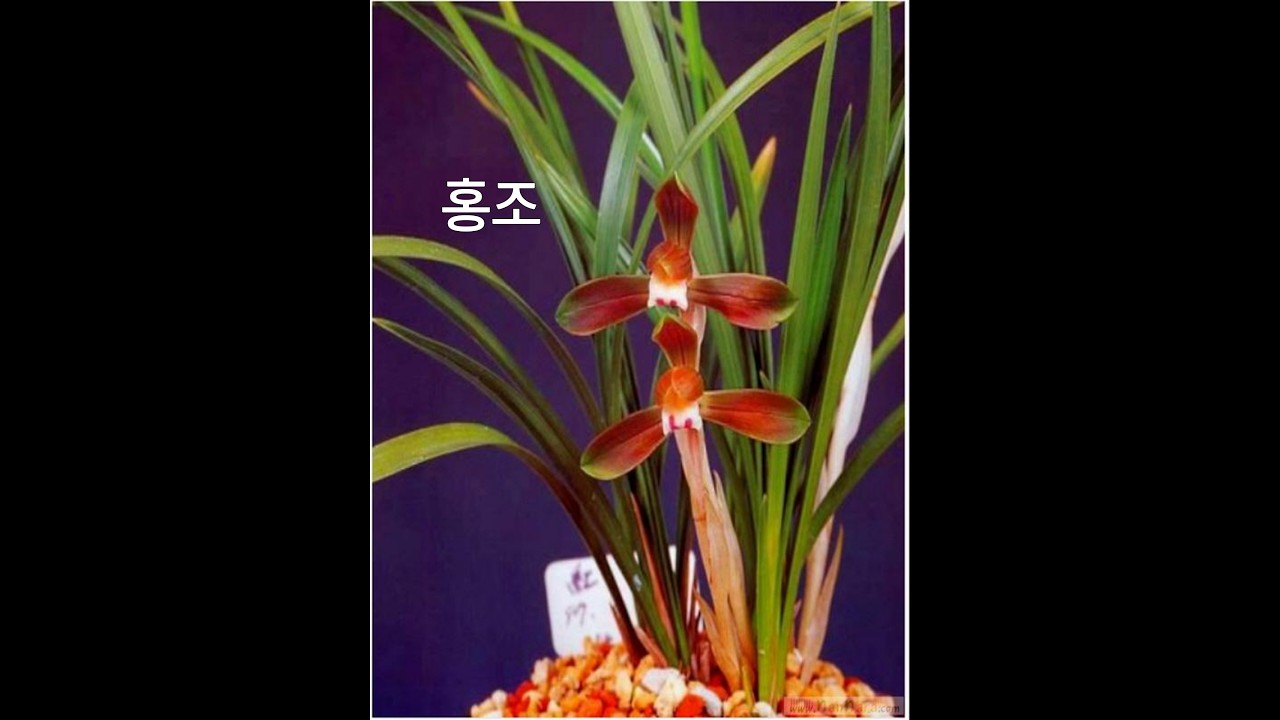 #02월16일 #월요일 #설 #연휴 #명절 #초저가 #유행 #무명 #명명품 #6종 #신라 #중투 #서호반 #호피반 #홍조 #정영 #추천 #종자 #초보 #난초 #재테크