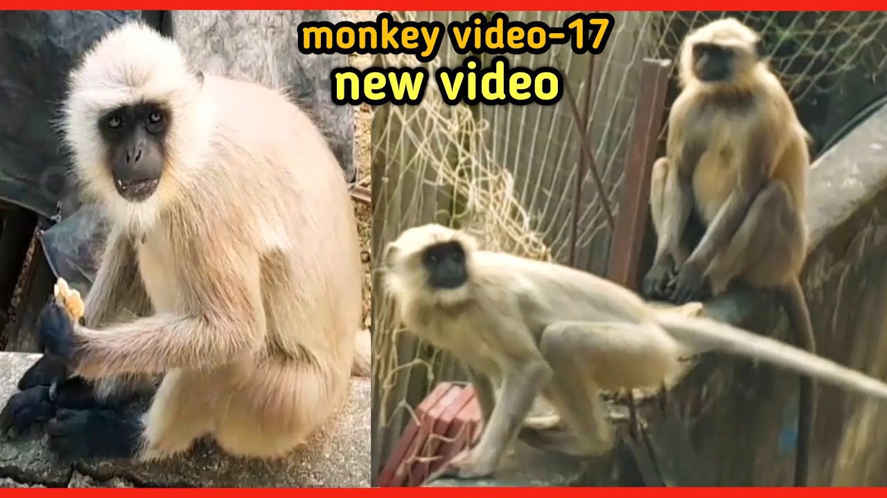 monkey funny video | monkey video | funny monkey moments