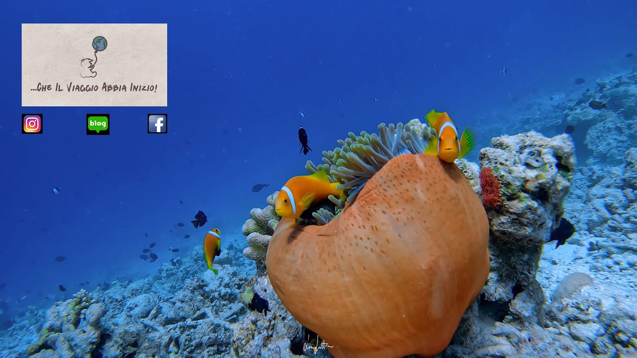Maldive - Snorkeling nella Barriera Corallina