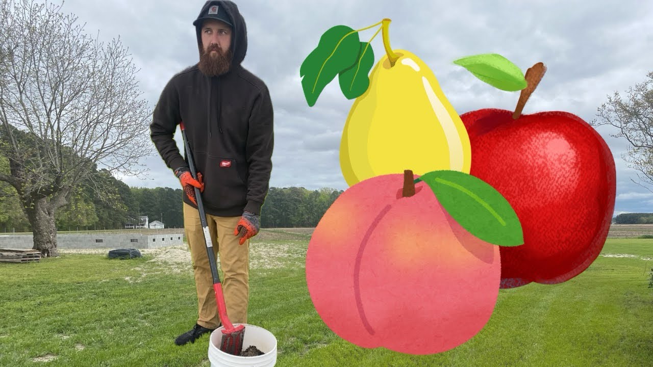 These Trees Have To Go…& Planting Fruit Trees!