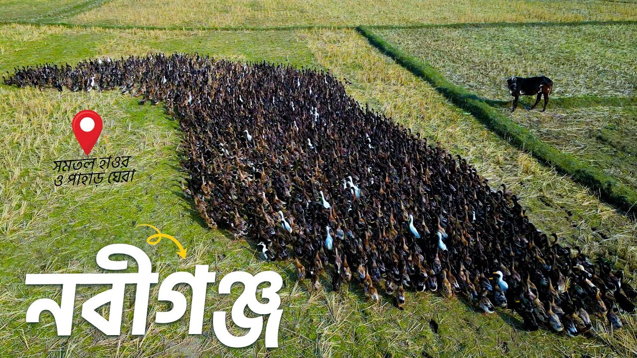🇧🇩03/495 নবীগঞ্জ উপজেলা ভ্রমন | পুণ্যভূমি নবীগঞ্জ | নাগুড়া ফার্ম | শচীন্দ্র কলেজ হবিগঞ্জ | Village