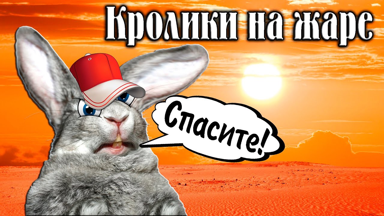 Кролики на жаре