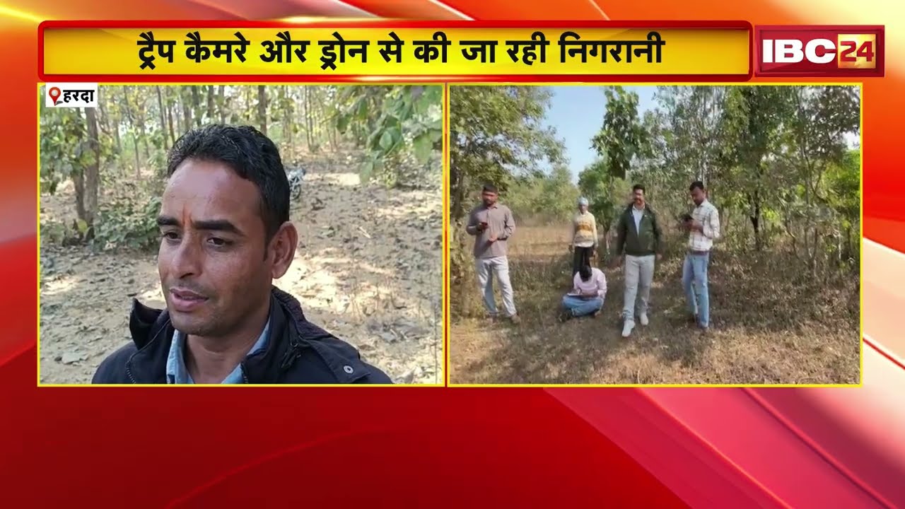 Harda News: सावधान! इलाके में बाघ घूम रहा है | ग्रामीणों ने खेतों में जाना किया बंद | Madhya Pradesh