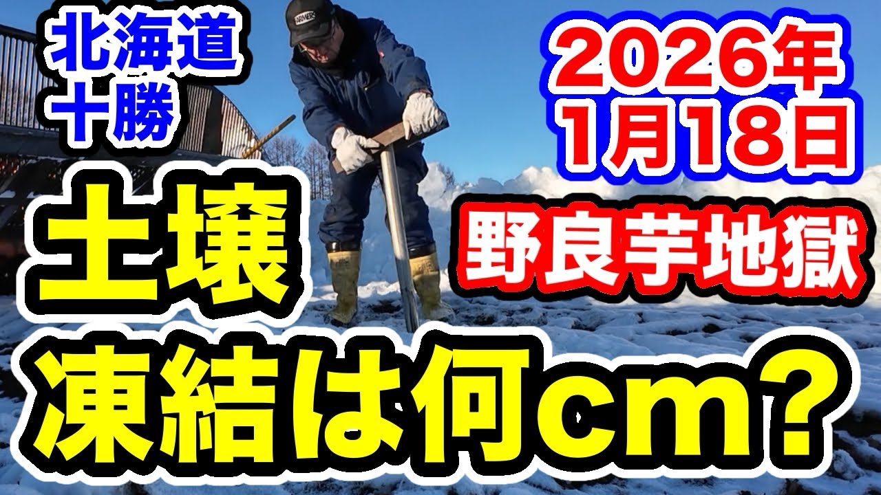 雪割り野良芋退治【土壌凍結の深さは？】2026年1月18日