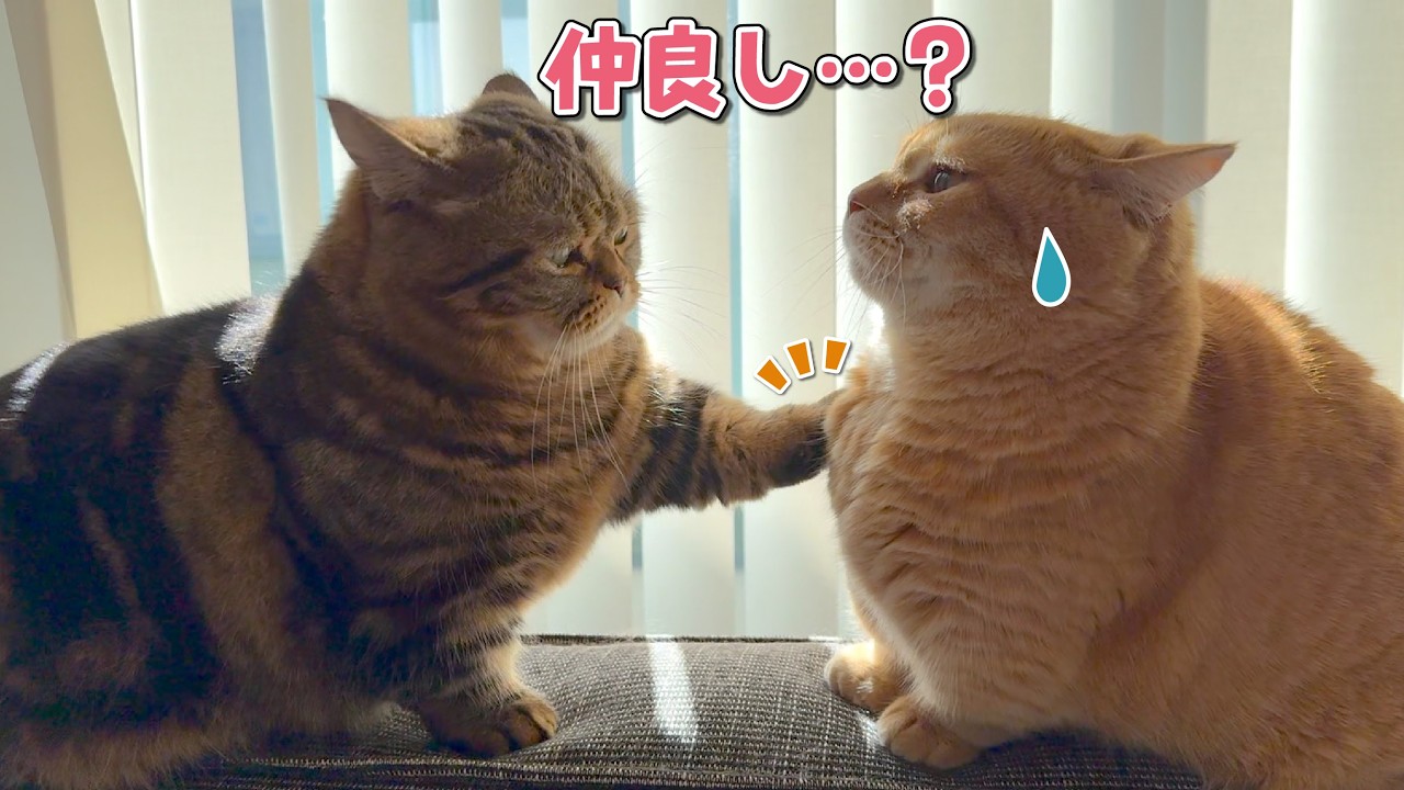 仲良しかと思ったら急に縄張り争いする猫が可愛すぎる…！
