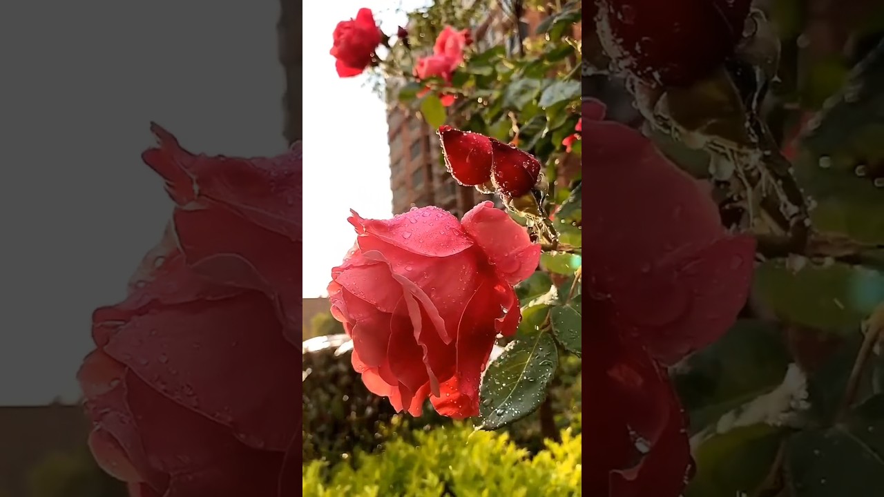 rose flower video 