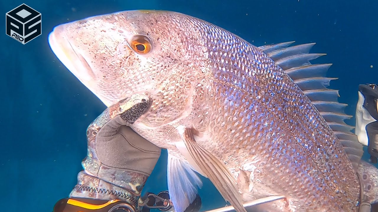 PESCASUB Dentice e Pesci Pesca nel Sottocosta - Pesca subacquea Aspetto SPEARFISHING DENTEX 2024