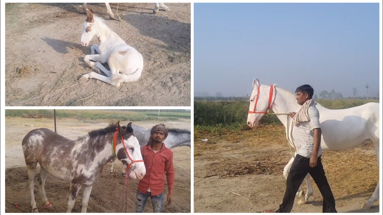 Meerut Horse Mandi RaRe Horse / Indian Horse / Ghoda Mela