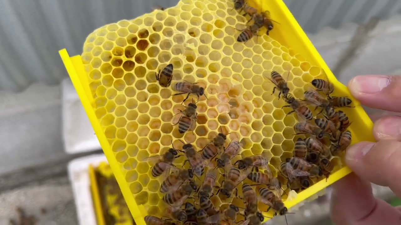 交尾箱を使った女王蜂の作成　その4