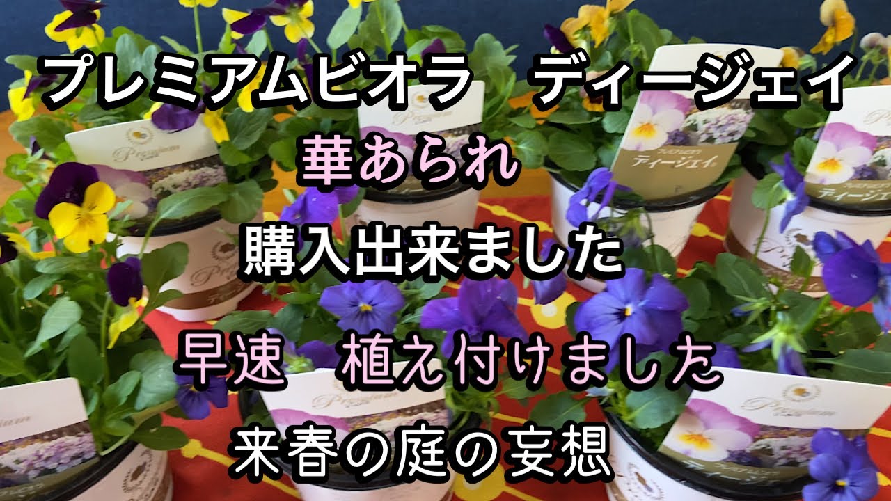 【ビオラ購入】プレミアムビオラと華あられ　ビオラの庭を作る