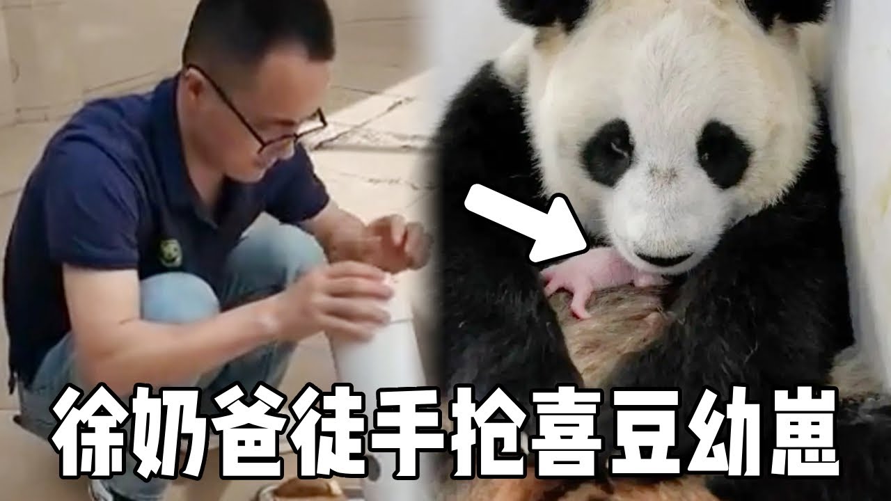 徐奶爸徒手抢夺喜豆幼崽，全程陪护22小时，简直太生猛了！【你好大熊猫】