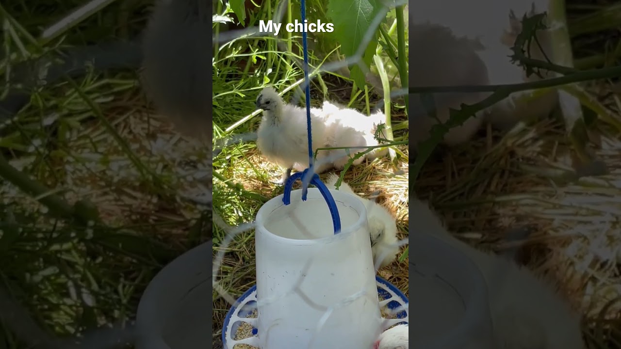 Silkies  #1 | May 14, 2023