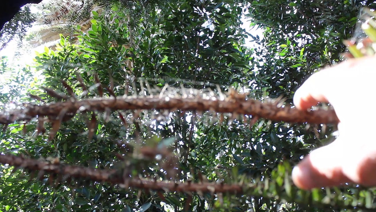 Araucaria bidwillii   The Bunya Pine