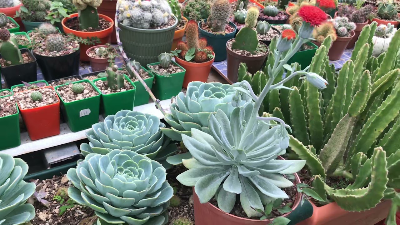Senecio fulgens