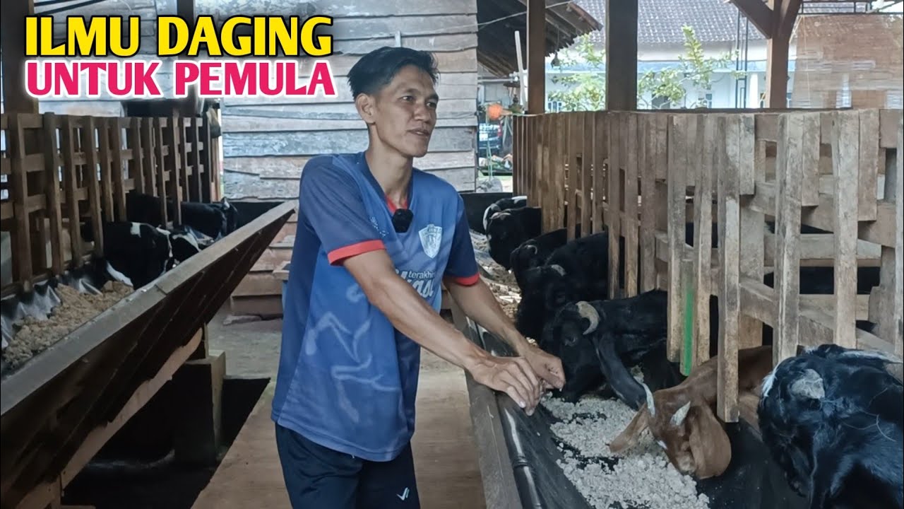 Dilema Peternakan Kambing Tradisional ini ilmu Daging Untuk Pemula 