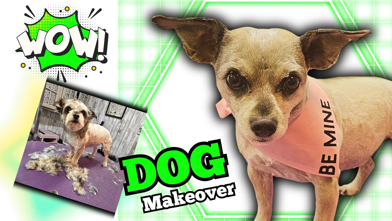 Easy, small mixed breed dog pet grooming.