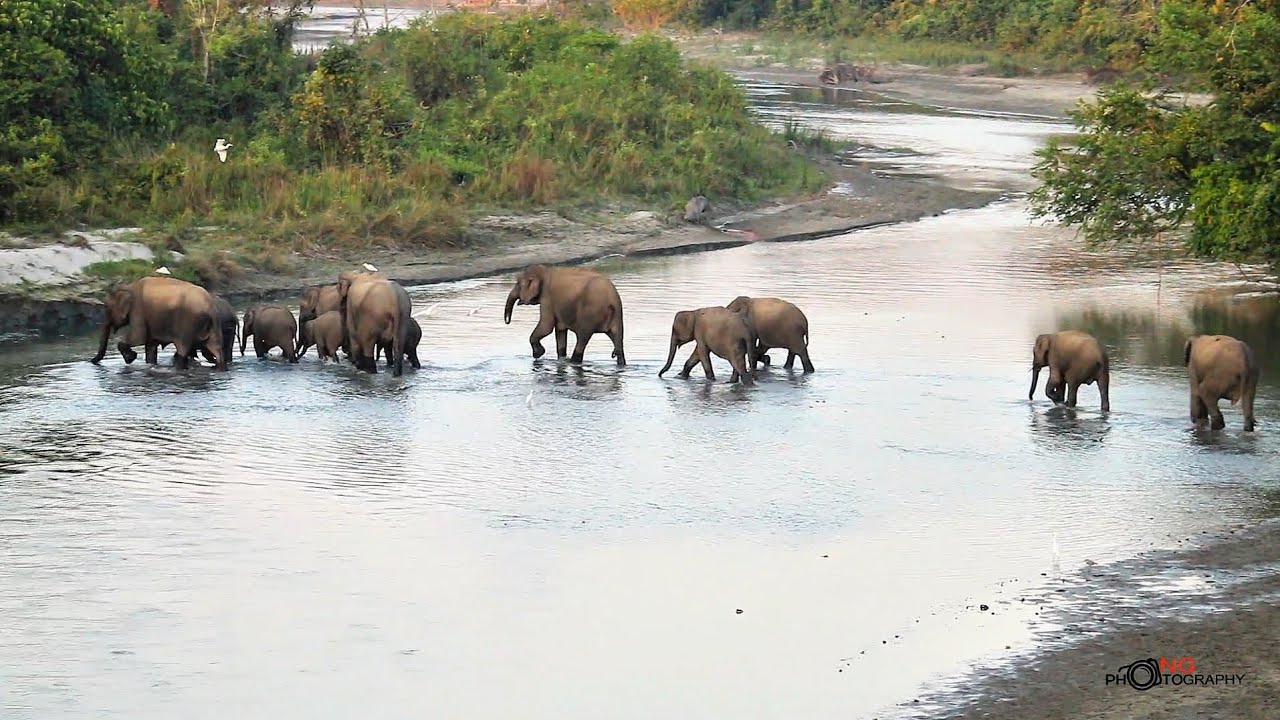 Elephant Calves crossing the Dima River with their herd at Buxa Forest. Look at those little trunks😍