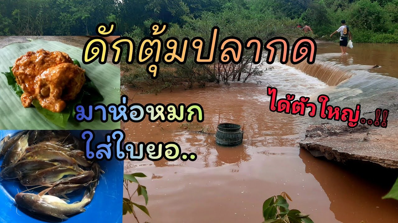 ดักตุ้มปลากดep.5..น้ำมาคลองรอบ 2 วิถีหากินแบบบ้านๆ