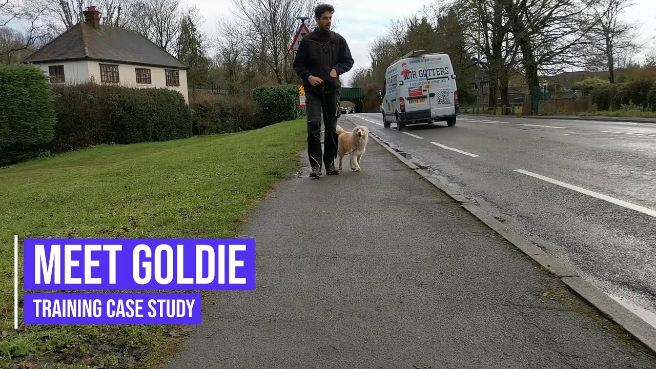 Stopping an excitable Border Collie lunging when walking
