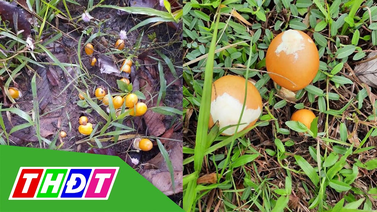 Độc đáo loại nấm trứng gà, giá nửa triệu đồng vẫn đắt hàng | THDT