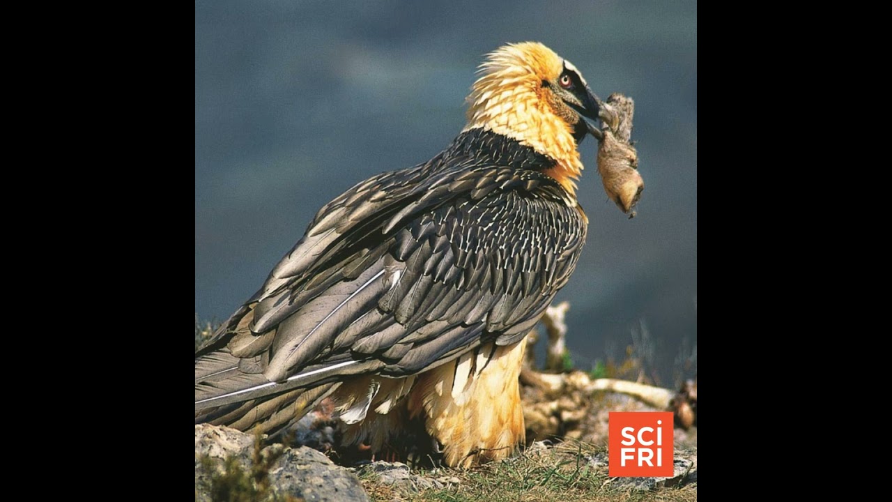 Bearded Vulture Nests Hold Trove Of Centuries-Old Artifacts