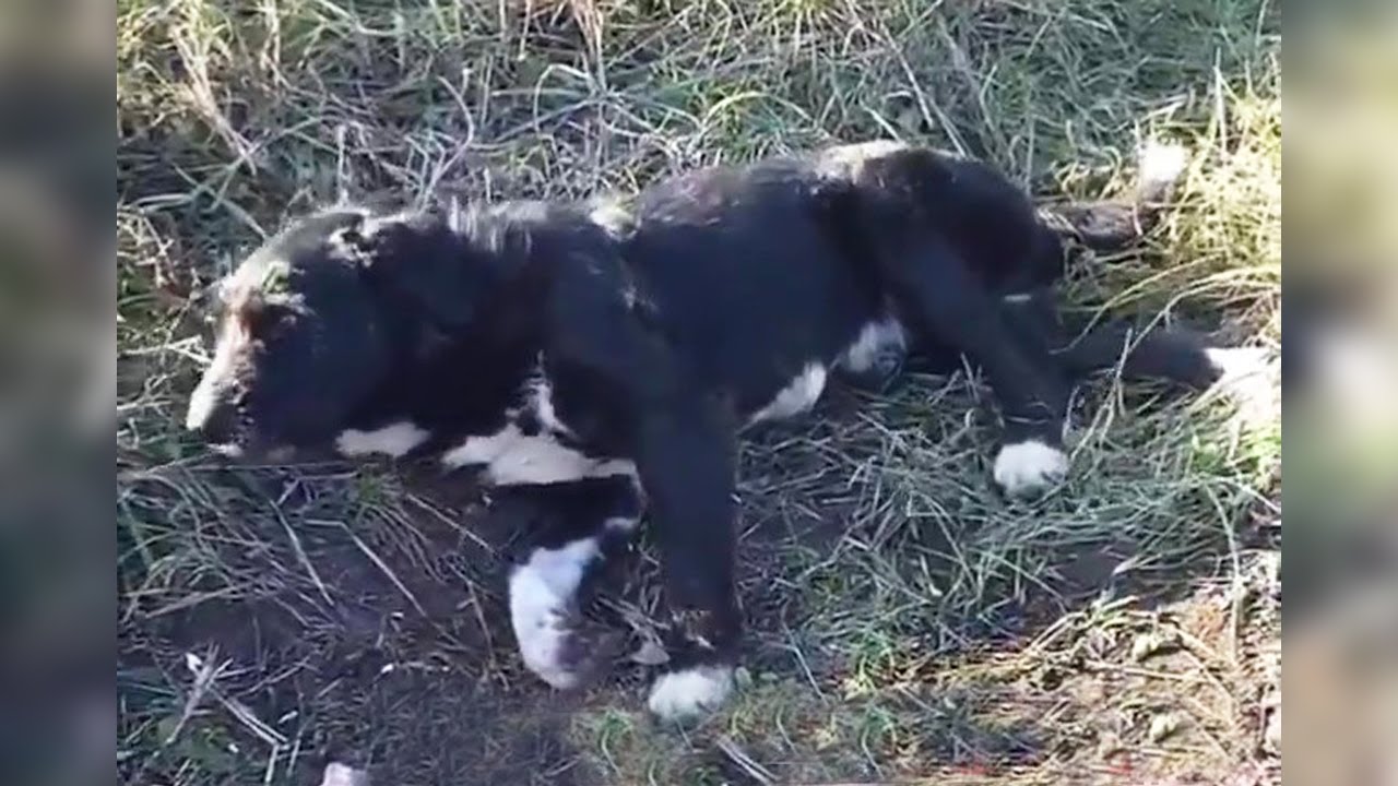 He was about to give up after being shot and lay there for more than 15 days
